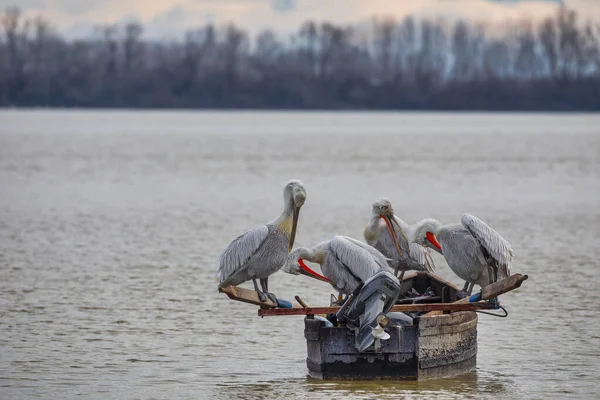 Pélican Dalmatie Pelecanus Crispus Dans Lac Kerkini Dans Nord Grèce — Photo