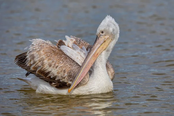 Pelícano Dálmata Pelecanus Crispus Lago Kerkini Norte Grecia — Foto de Stock