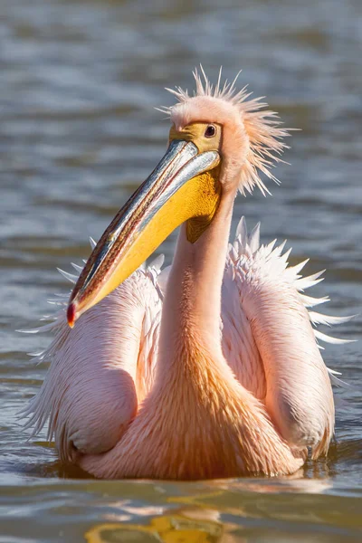 Schöne Rosa Pelikanvögel Naturaufnahmen Kerkini See Nordgriechenland Wildtiere Der Natur — Stockfoto