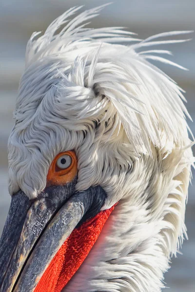 Pelícano Dálmata Pelecanus Crispus Lago Kerkini Norte Grecia — Foto de Stock