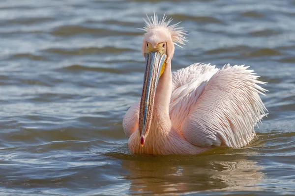 Hermosos Pájaros Pelícanos Rosados Vida Silvestre Natural Filmada Lago Kerkini — Foto de Stock