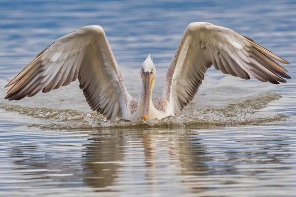 Dalmatian Pelican Pelecanus Crispus Kerkini Lake Northern Greece — Fotografia de Stock