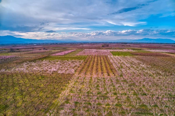 Vista Aérea Pomar Árvores Pêssego Floresceu Primavera Planície Veria Norte — Fotografia de Stock