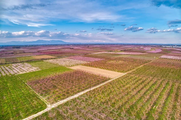 Letecký Pohled Sad Broskvoní Jaře Planině Veria Severním Řecku — Stock fotografie