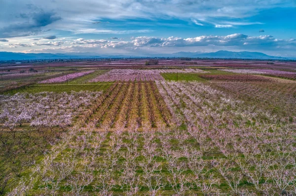 Letecký Pohled Sad Broskvoní Jaře Planině Veria Severním Řecku — Stock fotografie