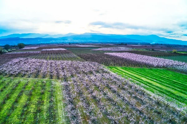 Aerial View Orchard Peach Trees Bloomed Spring Plain Veria Northern — Stock Photo, Image