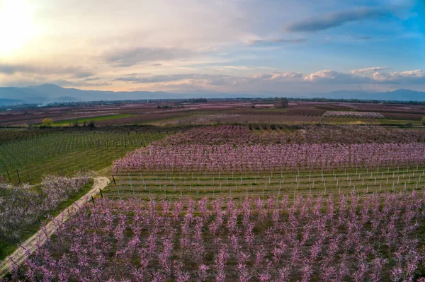 Aerial View Orchard Peach Trees Bloomed Spring Plain Veria Northern — Stock Photo, Image