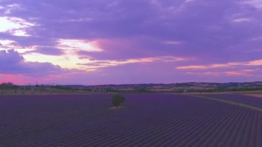 Lavanta Tarlası üzerinde uçuş. Yunanistan 'ın Selanik kentindeki Mesimeri' deki lavanta tarlasında yaz günü.