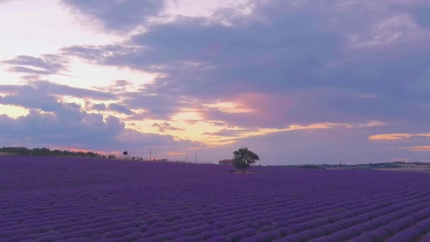 Flug Über Lavendelfeld Sommertag Über Dem Lavendelfeld Von Mesimeri Thessaloniki — Stockvideo