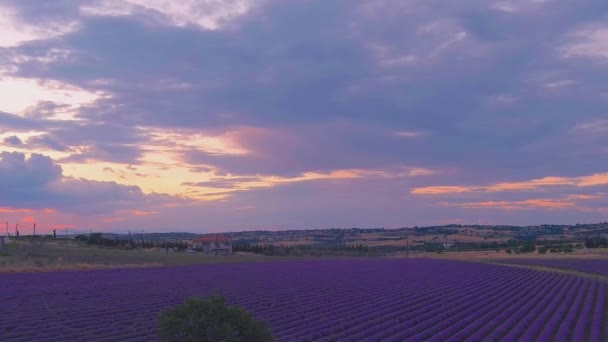 Flug Über Lavendelfeld Sommertag Über Dem Lavendelfeld Von Mesimeri Thessaloniki — Stockvideo