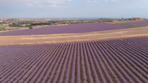 Vuelo Sobre Campo Lavanda Día Verano Sobre Campo Lavanda Mesimeri — Vídeos de Stock