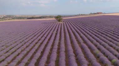 Lavanta Tarlası üzerinde uçuş. Yunanistan 'ın Selanik kentindeki Mesimeri' deki lavanta tarlasında yaz günü.