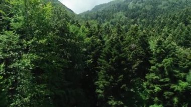 Yunanistan 'ın kuzeyinde filizlenen ateşlerle birlikte ormanın havadan görünüşü