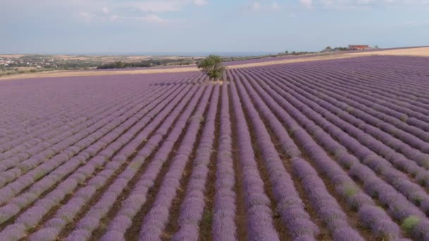 Flyg Över Lavender Field Sommardag Över Lavendelfältet Mesimeri Thessaloniki Grekland — Stockvideo