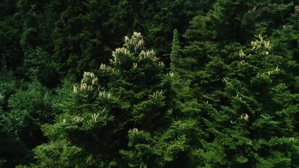 Flygfoto Skog Med Blommande Firmor Norra Grekland — Stockvideo