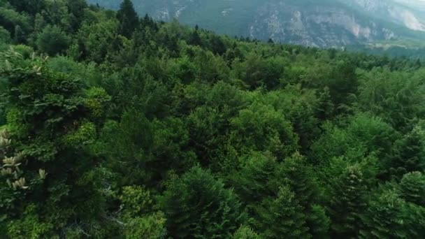 Vista Aérea Floresta Com Abetos Florescendo Norte Grécia — Vídeo de Stock