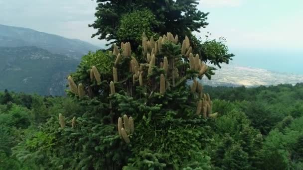 Vista Aérea Floresta Com Abetos Florescendo Norte Grécia — Vídeo de Stock