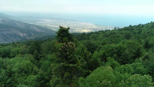 Vista Aérea Del Bosque Con Abetos Florecientes Norte Grecia — Vídeo de stock