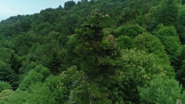 Vista Aérea Floresta Com Abetos Florescendo Norte Grécia — Vídeo de Stock