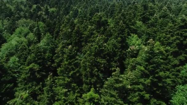 Vista Aérea Del Bosque Con Abetos Florecientes Norte Grecia — Vídeos de Stock