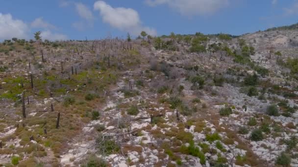 Het Verbrande Bos Vijf Jaar Brand Aliki Thassos Griekenland — Stockvideo