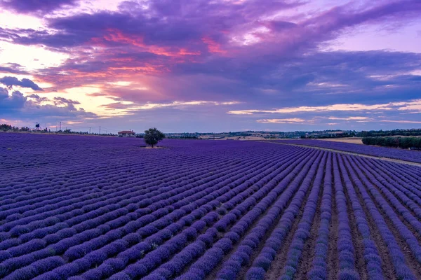 Blühender Lavendel Bei Sonnenuntergang Schafft Eine Atemberaubend Schöne Landschaft Mesimeri — Stockfoto
