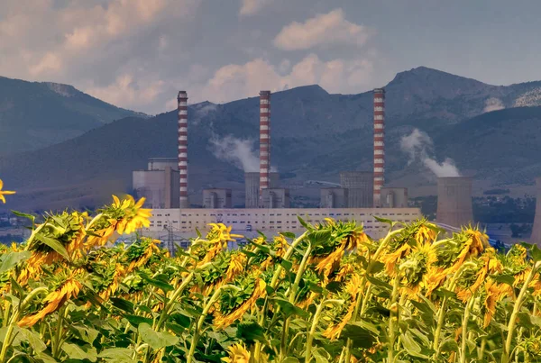 Sunflower field and in the background a factory for the production of electricity in Kozani, northern Greece