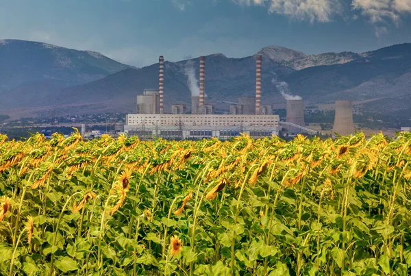 Zonnebloemveld Achtergrond Een Fabriek Voor Elektriciteitsopwekking Kozani Noord Griekenland — Stockfoto