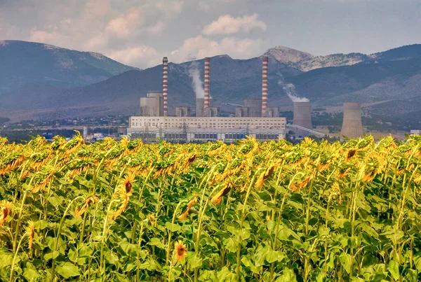 Sunflower field and in the background a factory for the production of electricity in Kozani, northern Greece