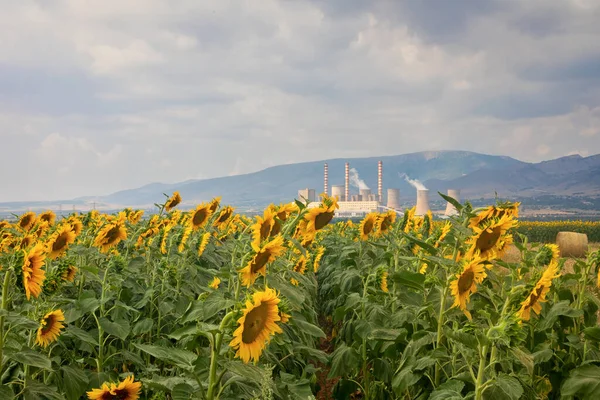 Sunflower field and in the background a factory for the production of electricity in Kozani, northern Greece