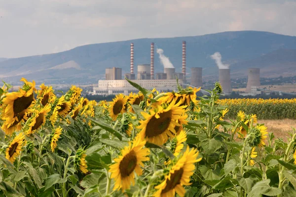 Sunflower field and in the background a factory for the production of electricity in Kozani, northern Greece