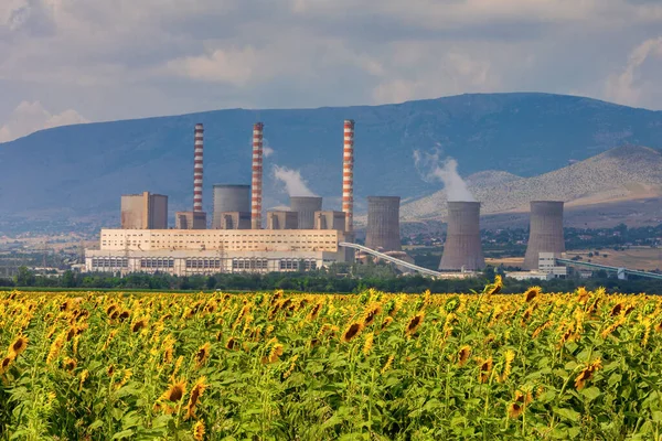 Zonnebloemveld Achtergrond Een Fabriek Voor Elektriciteitsopwekking Kozani Noord Griekenland — Stockfoto