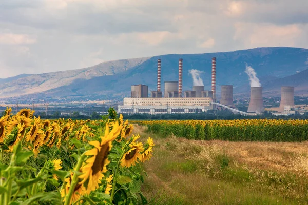 Sunflower field and in the background a factory for the production of electricity in Kozani, northern Greece