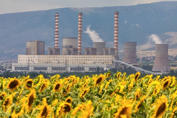 Sunflower field and in the background a factory for the production of electricity in Kozani, northern Greece