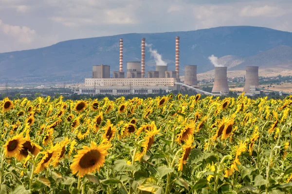 Sunflower field and in the background a factory for the production of electricity in Kozani, northern Greece