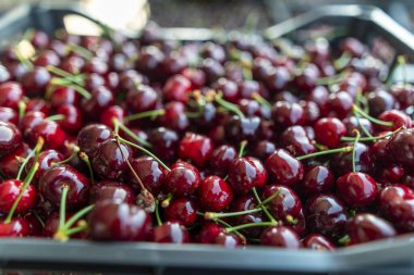Bir kutuda toplanmış kırmızı kiraz hasadı. Seçici odaklı ve renkli bir resim.