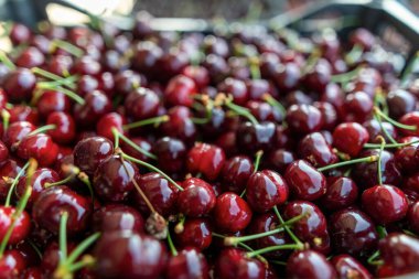 Bir kutuda toplanmış kırmızı kiraz hasadı. Seçici odaklı ve renkli bir resim.