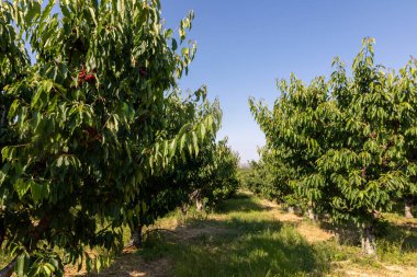 Olgun büyük meyveli kiraz ağacı dalı. seçici odak