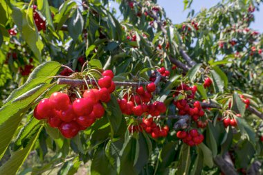 Olgun büyük meyveli kiraz ağacı dalı. seçici odak
