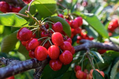 Olgun büyük meyveli kiraz ağacı dalı. seçici odak