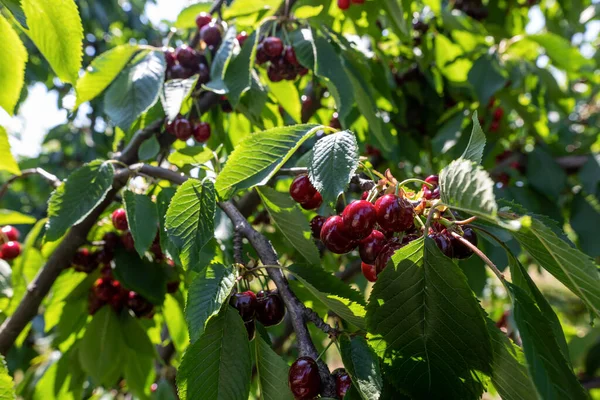 Rama Cerezo Con Frutos Grandes Maduros Enfoque Selectivo — Foto de Stock