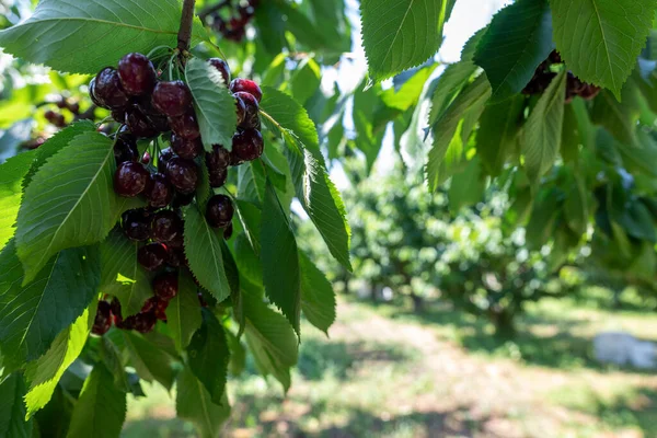 Rama Cerezo Con Frutos Grandes Maduros Enfoque Selectivo — Foto de Stock