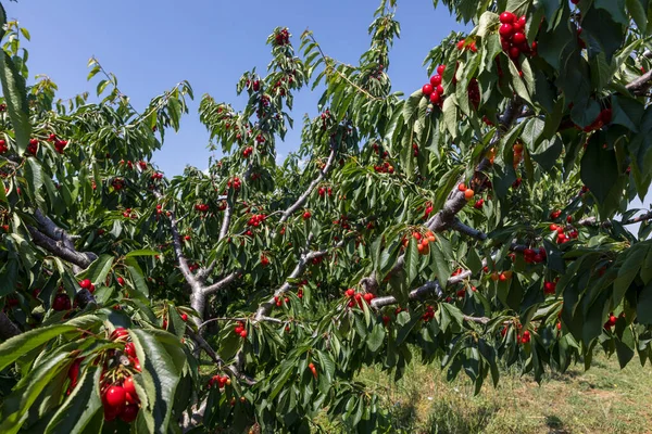 Rama Cerezo Con Frutos Grandes Maduros Enfoque Selectivo — Foto de Stock