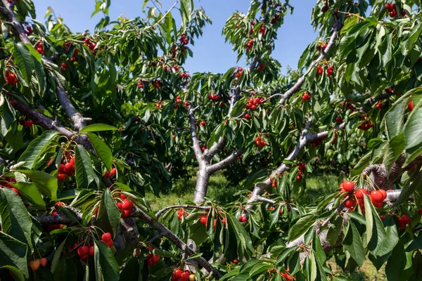 Kersenboom Tak Met Rijp Groot Fruit Selectieve Focus — Stockfoto