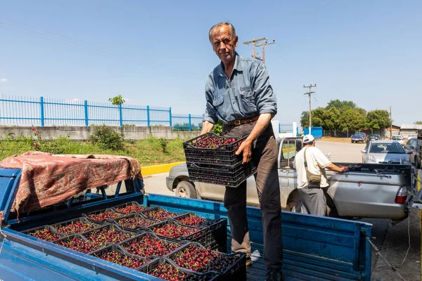 Katerini Griechenland Juni 2021 Bauer Transportiert Rote Kirschen Zur Landwirtschaftlichen — Stockfoto