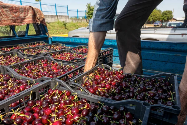 Katerini Greece June 2021 Farmer Transports Red Cherries Agricultural Cooperative — Stock Photo, Image