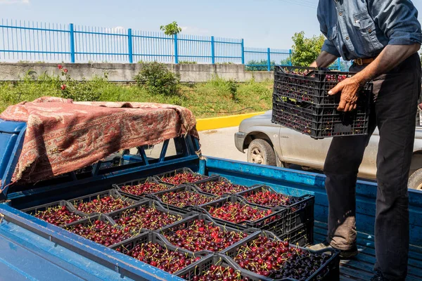 Katerini Griechenland Juni 2021 Bauer Transportiert Rote Kirschen Zur Landwirtschaftlichen — Stockfoto