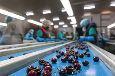 Katerini, Yunanistan - 4 Haziran 2021: Tarım kooperatifinde çalışan kadınların kırmızı kirazları sıralaması. Taze organik meyveler. Seçici odak