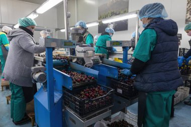 Katerini, Yunanistan - 4 Haziran 2021: Tarım kooperatifinde çalışan kadınların kırmızı kirazları sıralaması. Taze organik meyveler. Seçici odak