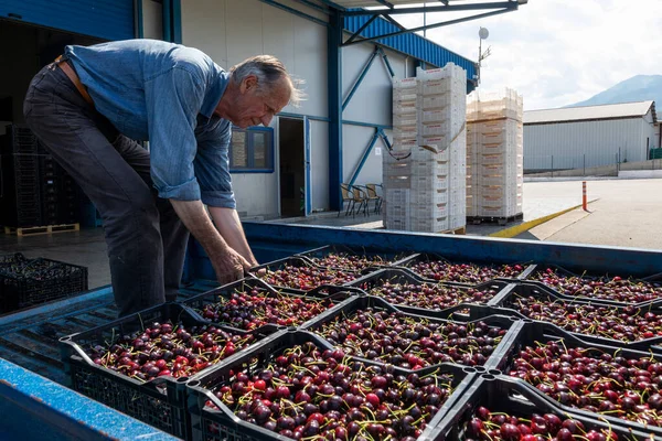 Katerini Griechenland Juni 2021 Bauer Transportiert Rote Kirschen Zur Landwirtschaftlichen — Stockfoto